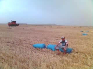 faissal