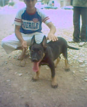 voila la race pure oh lala il est tres gentille .