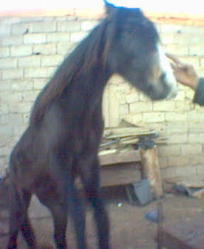 voila le chevale