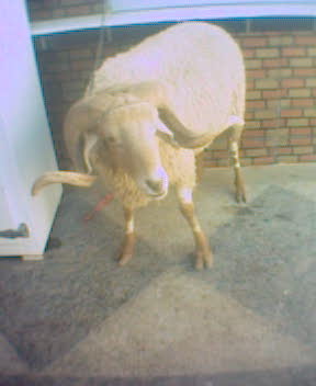 voila il est tres beaux hata adraham mataghlatche